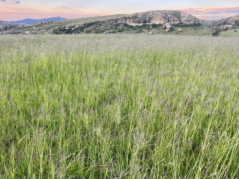 0 Bedroom Property for Sale in Fouriesburg Free State